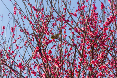 梅　羽根木公園にてめじろちゃん！？