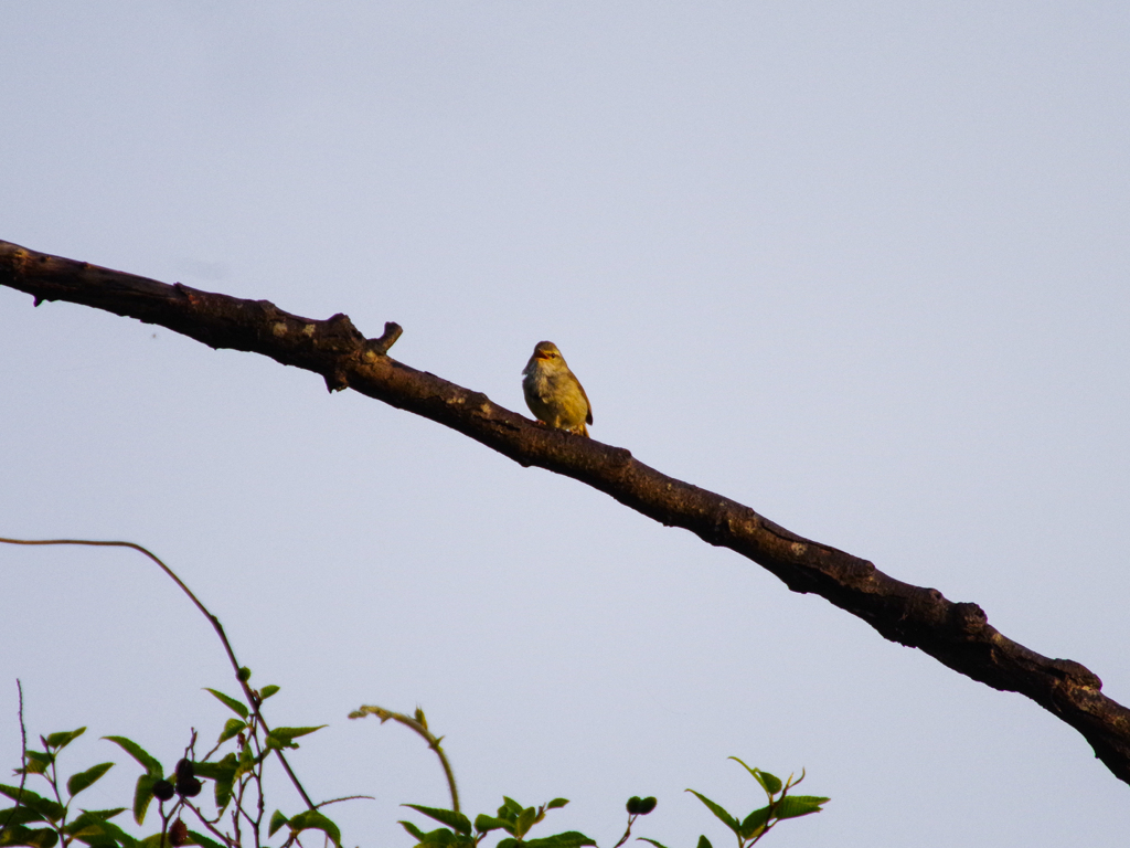 ウグイスの声に誘われて