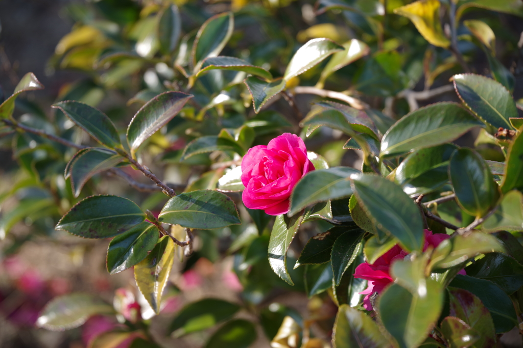 山茶花