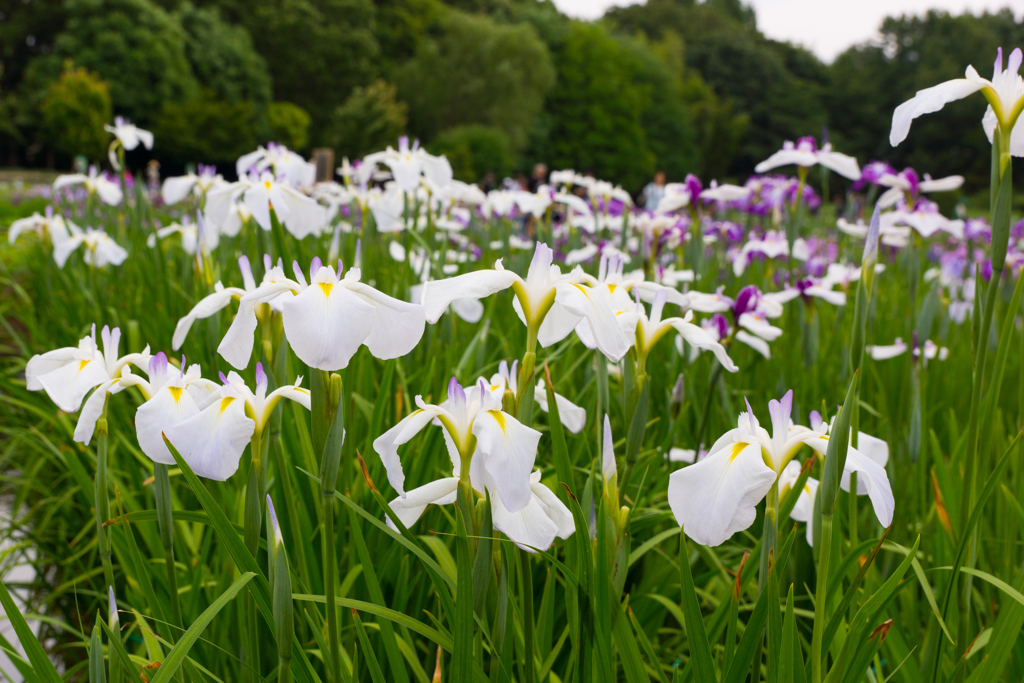 DT18-135北山公園菖蒲2017.06.07