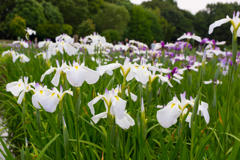 DT18-135北山公園菖蒲2017.06.07