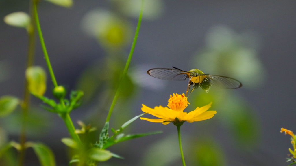 オオハスカシバ