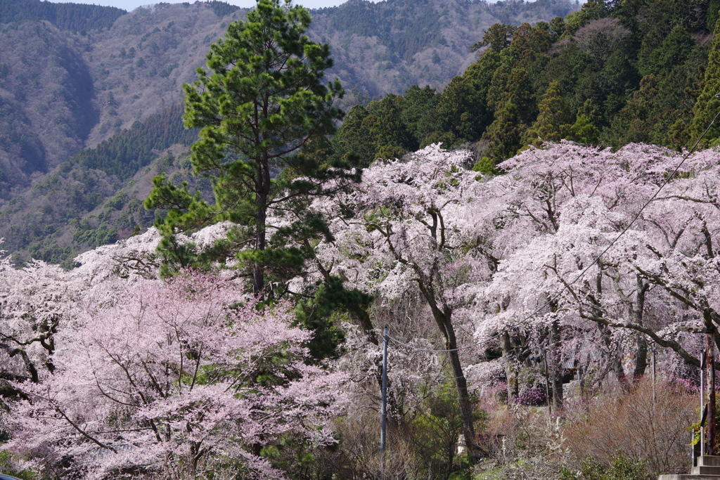 身延にて桜満開