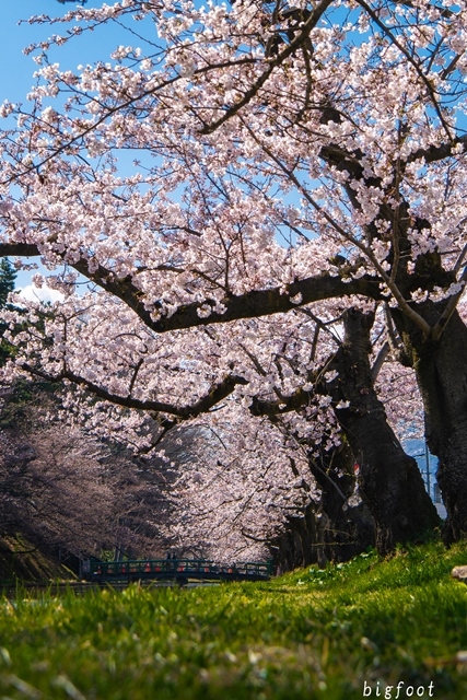 桜の小道