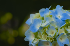 暗がりの紫陽花