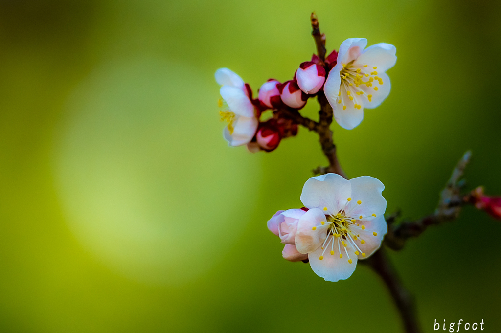 桜のうつろい