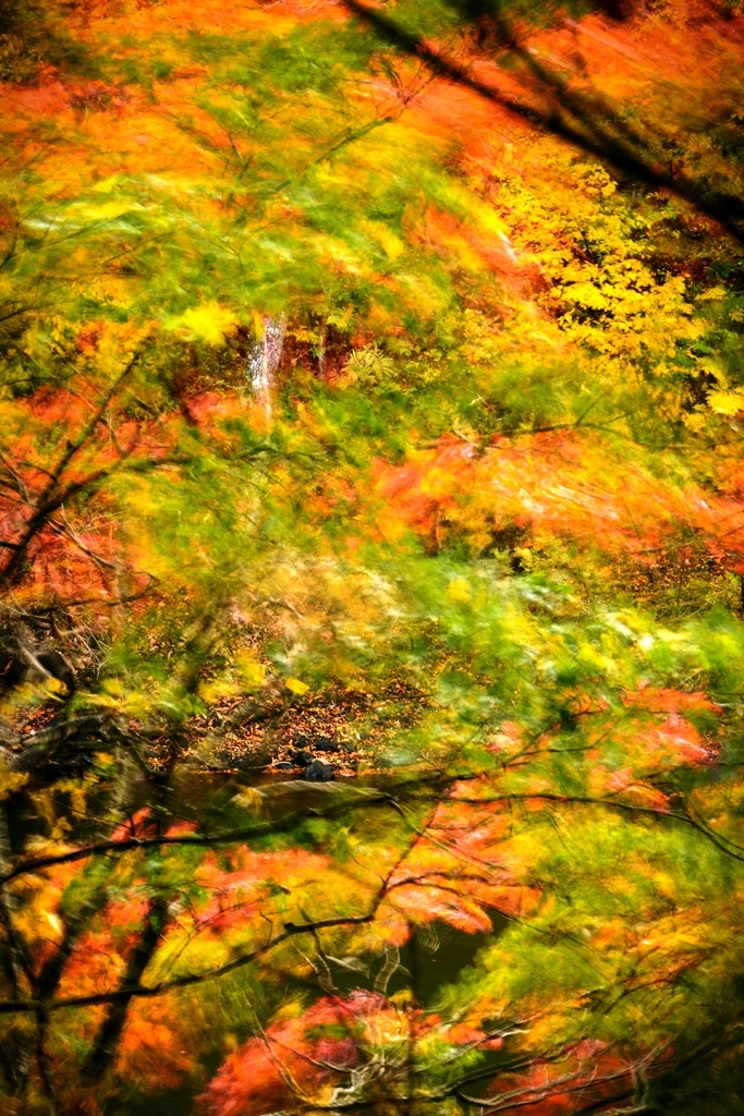 荒ぶる紅葉