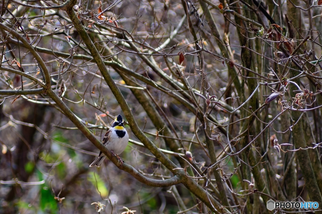 鳥見山公園にて