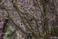 鳥見山公園にて