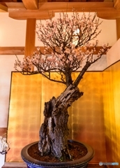 郡山城盆梅展