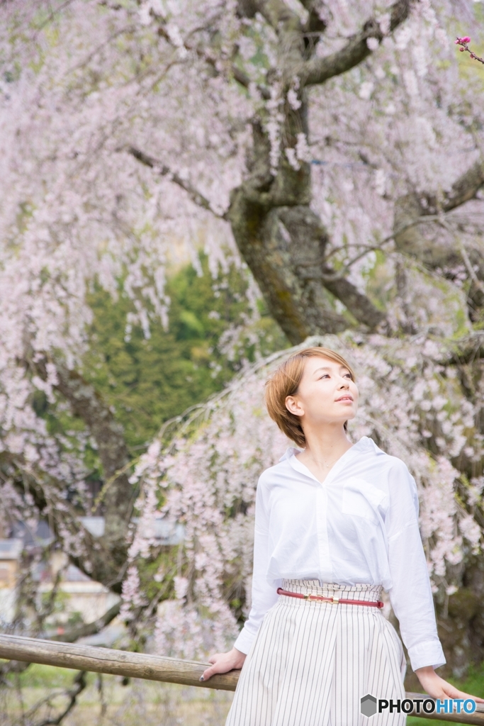 桜ポートレート