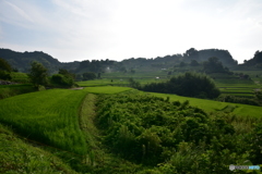 夏の緑眩しい明日香村