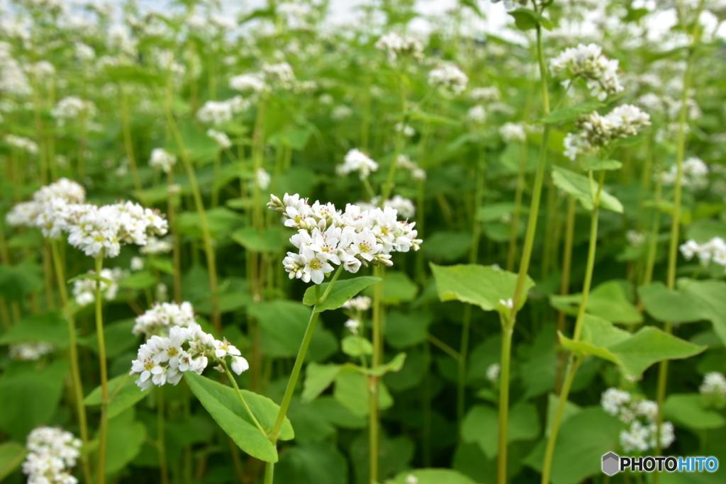 蕎麦畑②