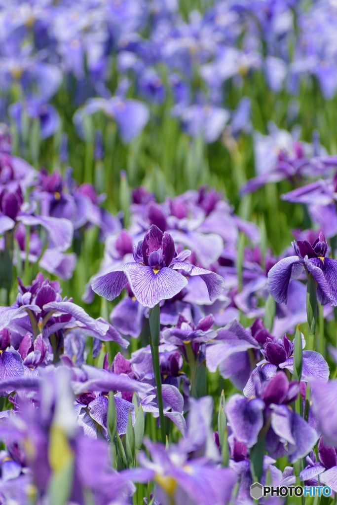 菖蒲園