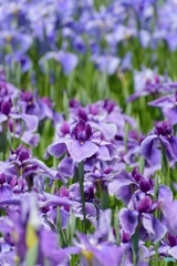 菖蒲園