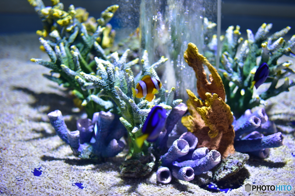 海遊館にて5