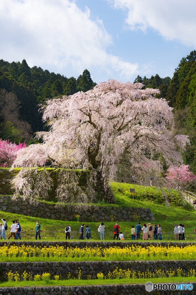 奈良県宇陀の又兵衛桜