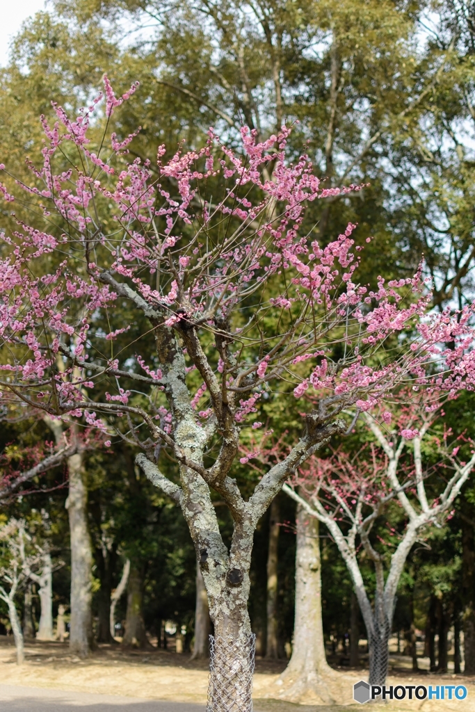奈良公園片岡梅林でお写ん歩♪3