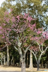 奈良公園片岡梅林でお写ん歩♪3