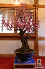 郡山城盆梅展2