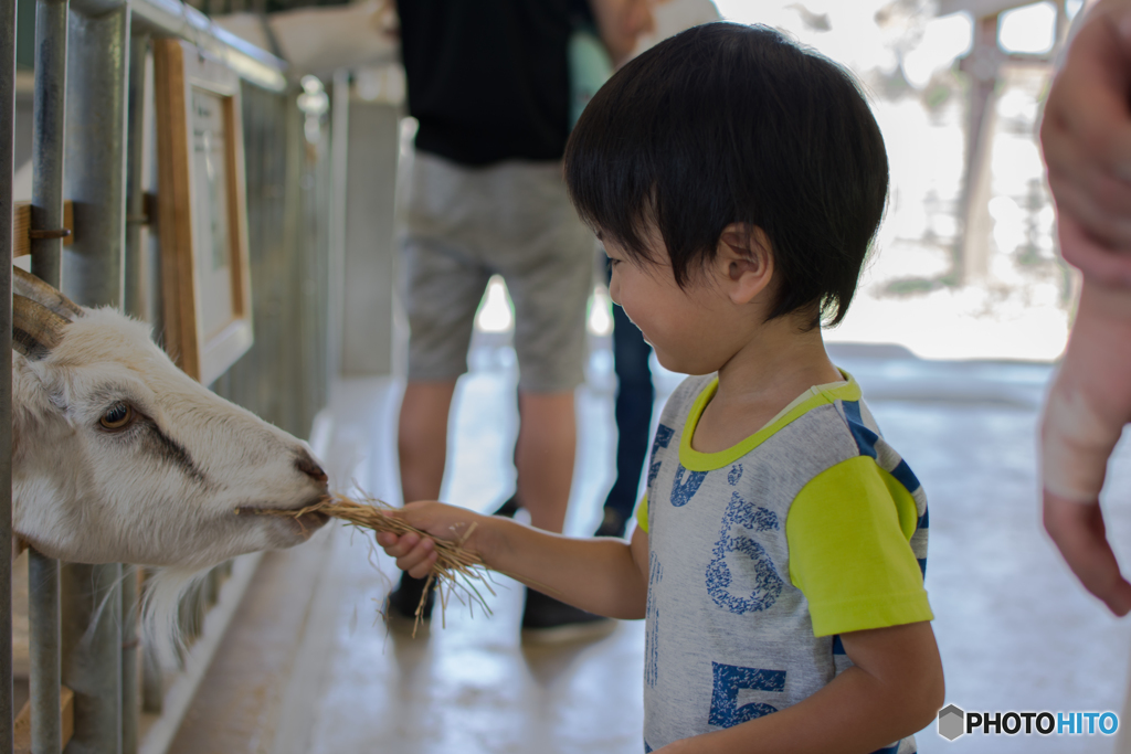 山羊の餌やりに喜ぶ息子