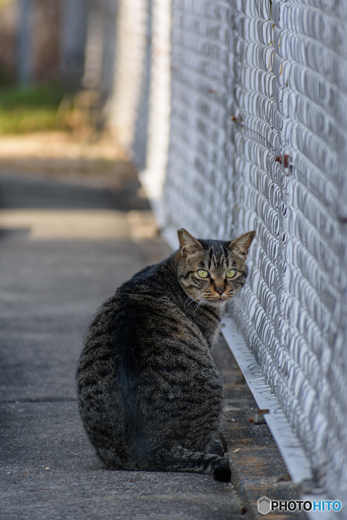 駐車場の猫