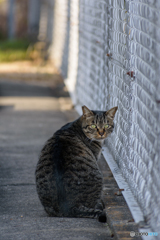 駐車場の猫