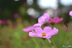 秋桜