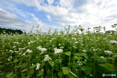 蕎麦畑③