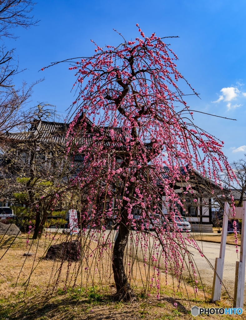 大和郡山街歩き♪3