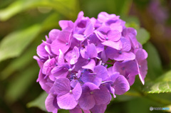 紫陽花