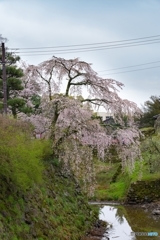 奈良県郡山お城祭り*❀٭