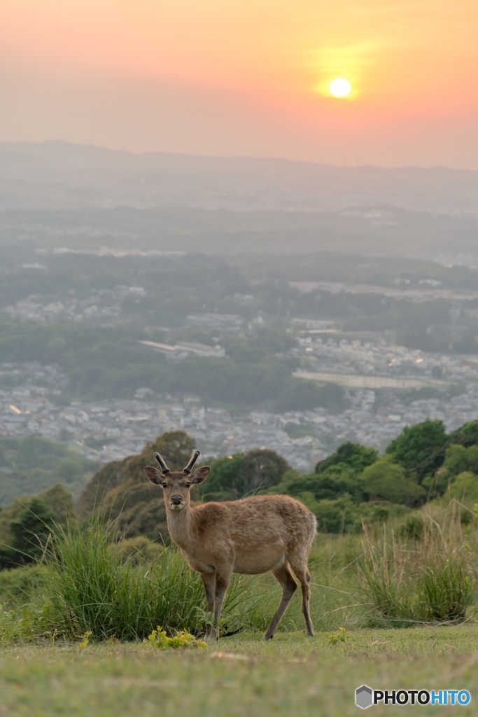 若草山からの夕日とシカさん。