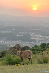 若草山からの夕日とシカさん。