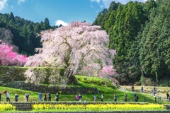 後藤又兵衛邸宅跡に咲く桜の大木
