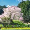 後藤又兵衛邸宅跡に咲く桜の大木