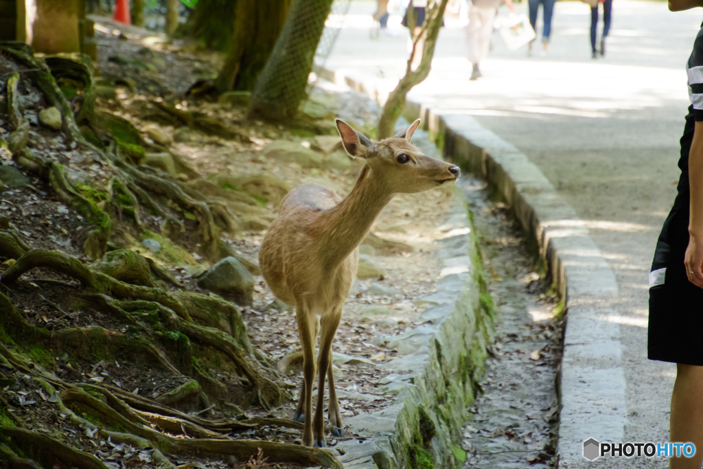 再現像②奈良公園