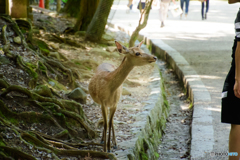 再現像②奈良公園
