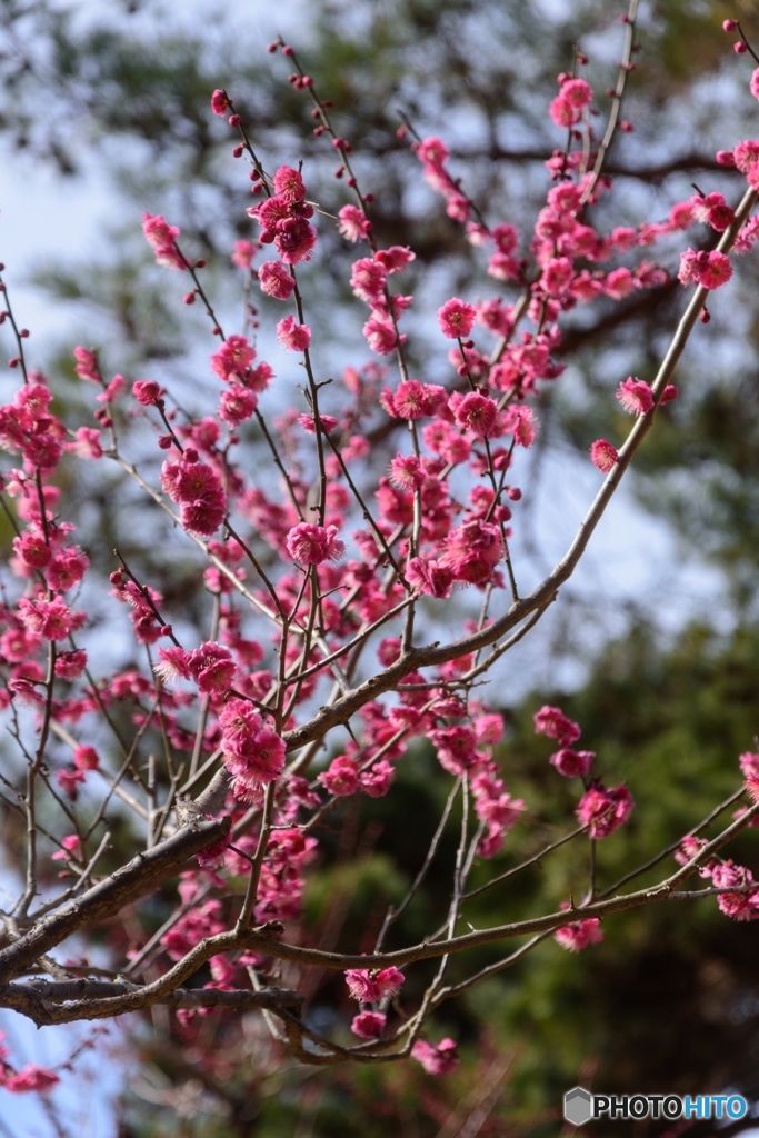 奈良公園片岡梅林でお写ん歩2