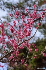 奈良公園片岡梅林でお写ん歩2