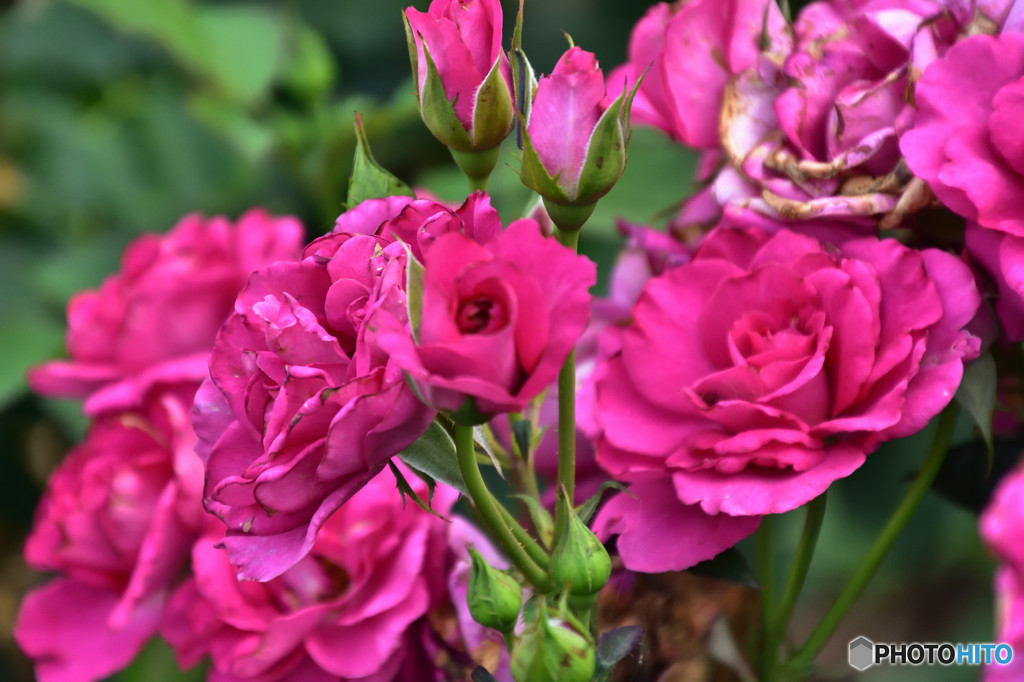 赤い薔薇