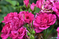 赤い薔薇