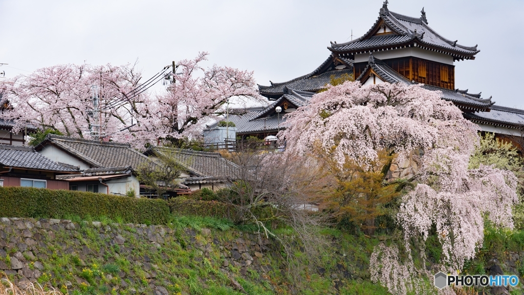 奈良県郡山お城祭り*❀٭