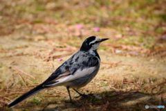 奈良公園片岡梅林でお写ん歩♪