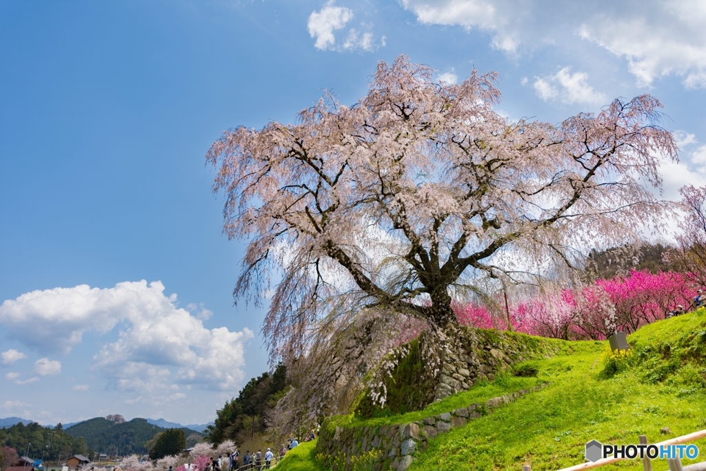 又兵衛桜