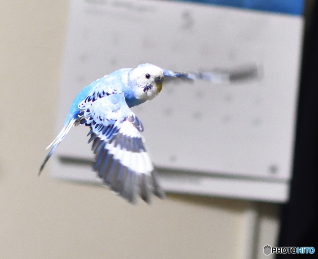 青い鳥