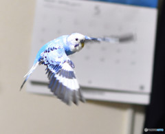 青い鳥