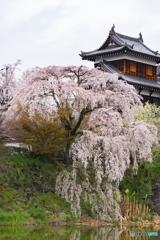 奈良県郡山お城祭り*❀٭