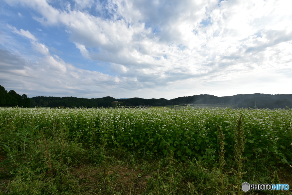蕎麦畑①