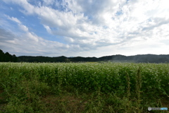 蕎麦畑①